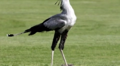 Tajnik ptica